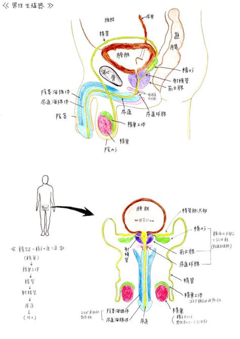 男性 生殖器|男性生殖器の構造